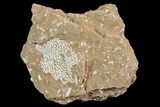 Ordovician Bryozoans (Chasmatopora) Plate - Estonia #73466-1